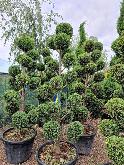 Chiparos/ tuia smarald columna Magnolia brazi pin, Salcie pletoase