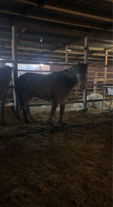 Айгырлар мощные 4 жасар