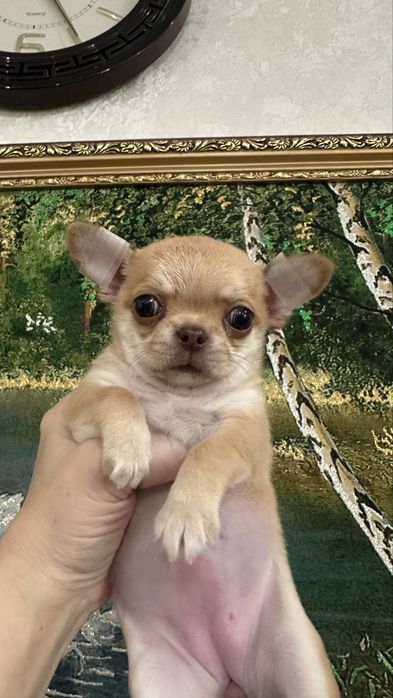 Супер детка чихуашечка в современном типе