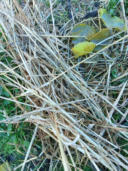 Baloti de ovaz...15 lei negociabil