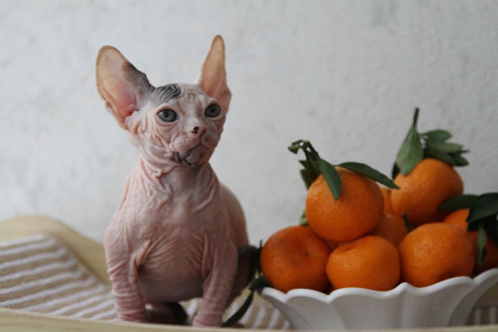 Котята сфинксы - шоу класса