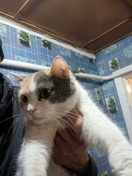 Отдам кота и кошку в добрые руки
