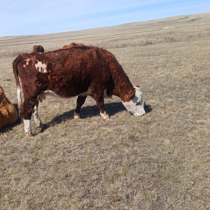 Қысыр сиырлар коровы