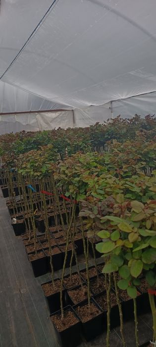 Vând laur englezesc 70-90 cm., trandafiri copac, pomii fructiferi etc., telefon 07539696477