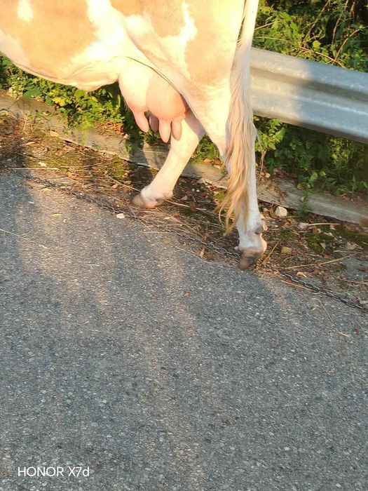 Vând. Vaca de 9 ani