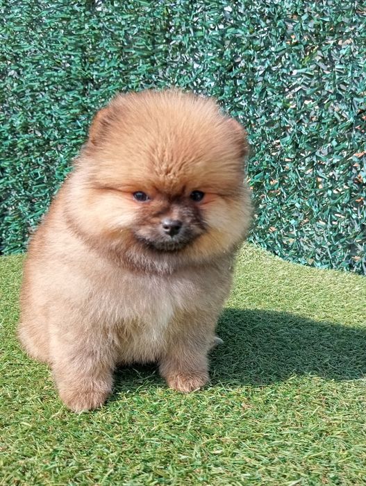 Померан померанчета