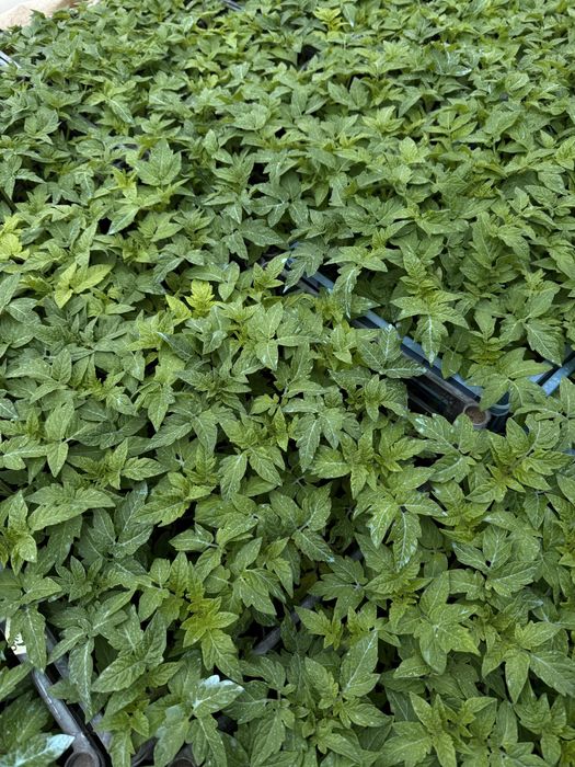 разсад от производител