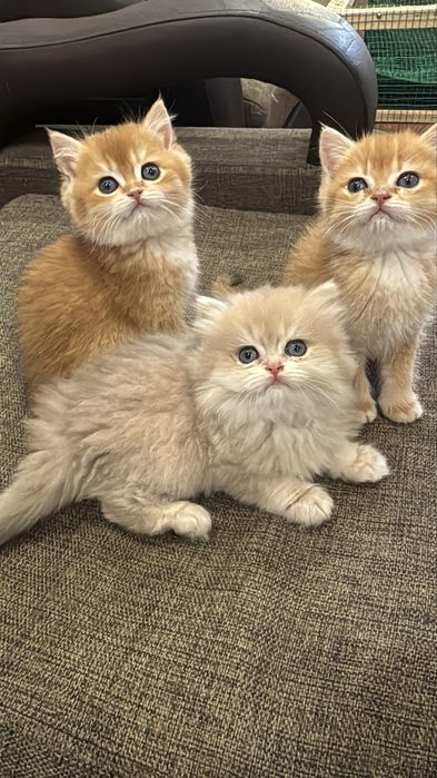 Продается яркие , чистопородные котята шиншилла