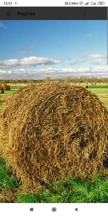 Сено чечевичное.