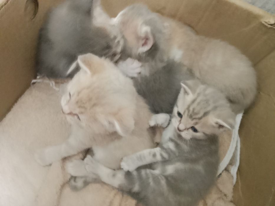 Продаются очаровательные котята.