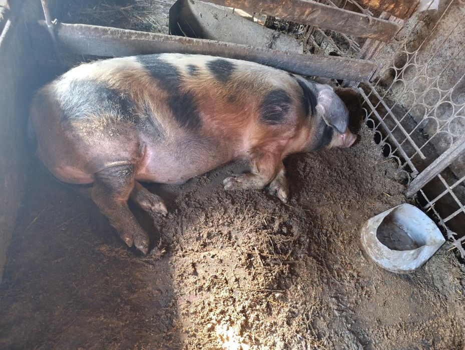 продам кабана, рабочий