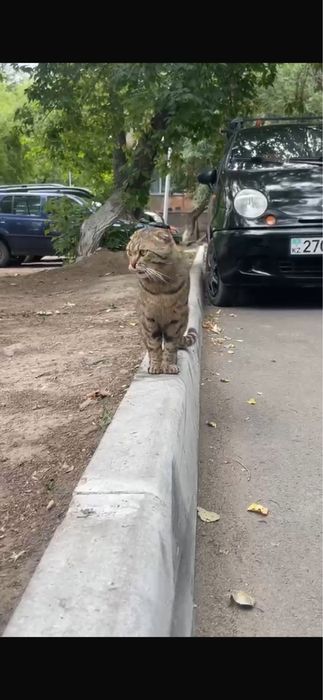 Британский котик ищет дом!