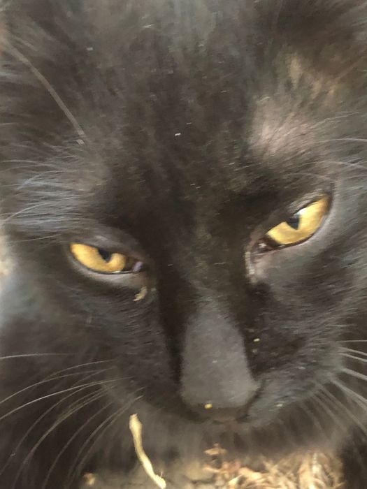 Найдена черная кошечка