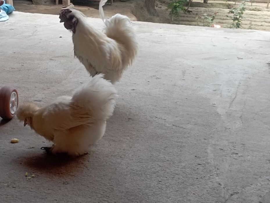 Сот1ладихамас1тухумда