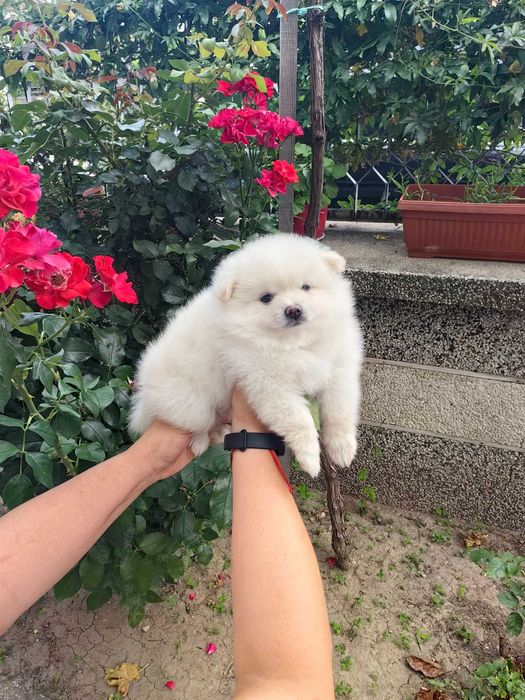 Мини шпиц померан