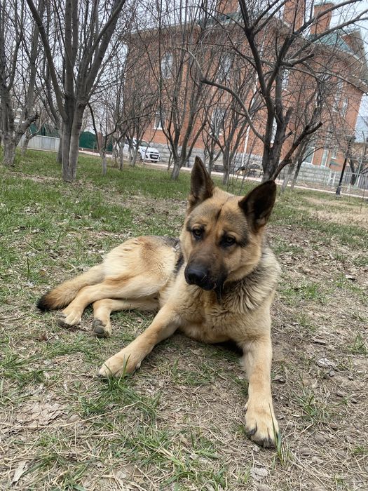 Продаю щенков овчарки