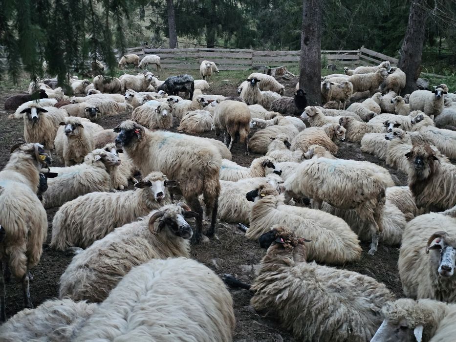 De vânzare oi tinere