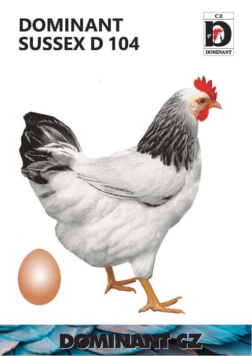 Новопронесли кокошки носачки, снасящи цветни яйца 6  МЕСЕЧНИ