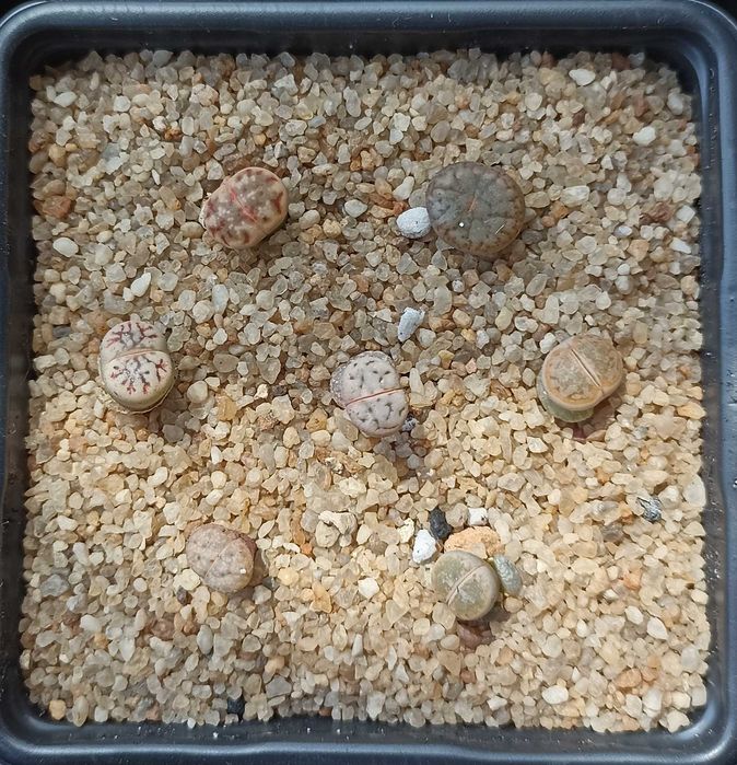 Литопсы-суперсуккуленты