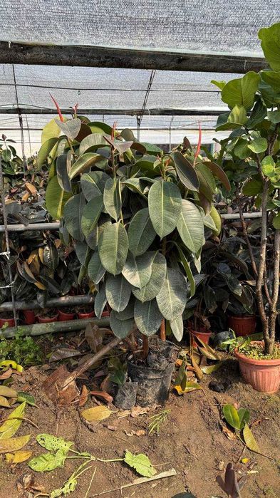 Фикус Fikus декоратив дарахти ва гуллари