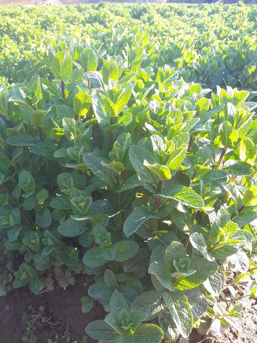 Stoloni menta olandeza