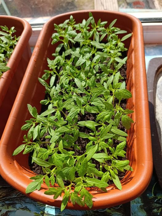 Продаётся рассада томатов