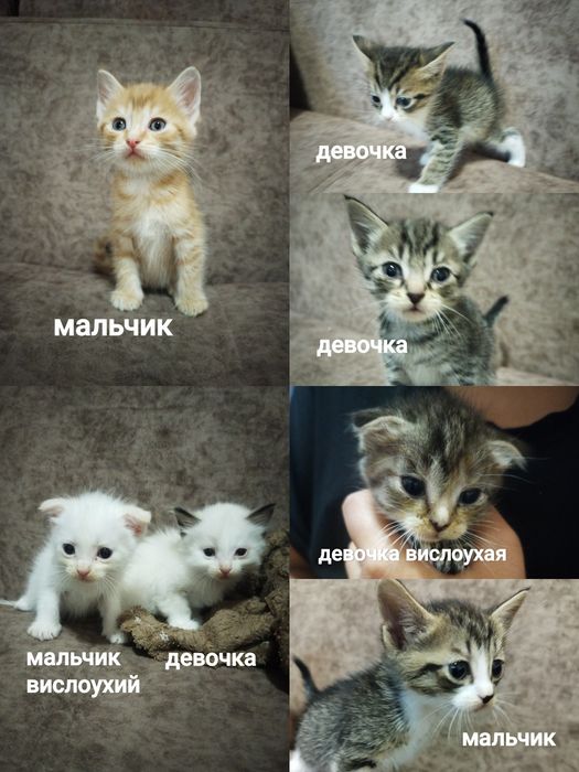 Отдаём котят в добрые руки
