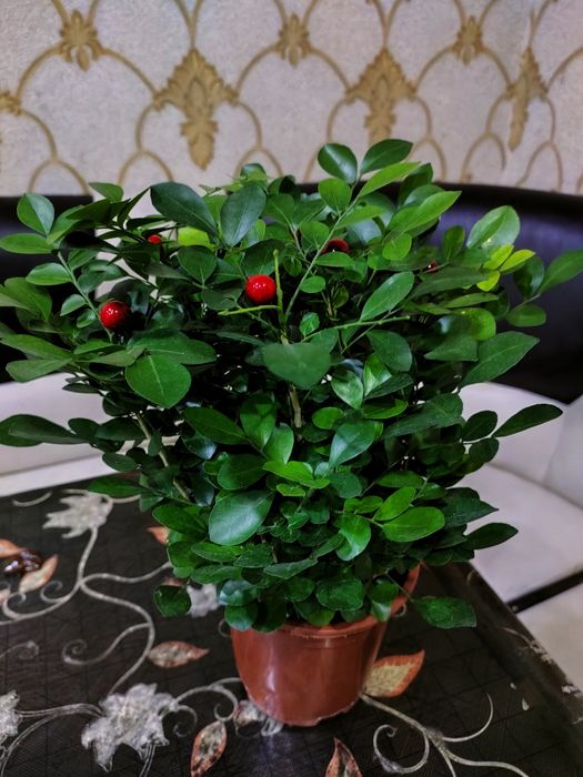 Цветы комнатные, доставка