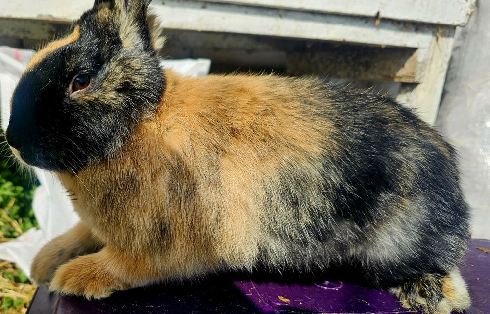 De vânzare:Iepuri 3.5 luni