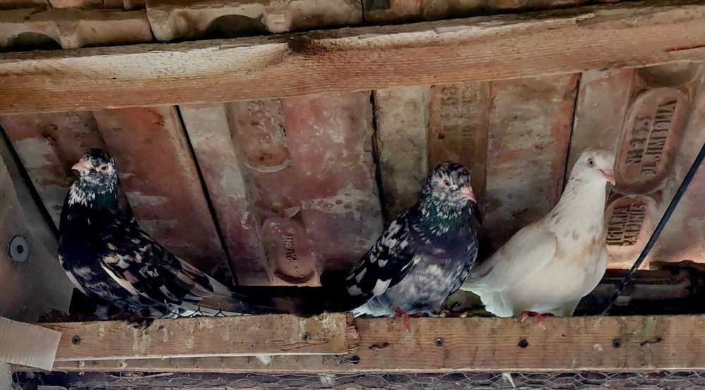 Vand porumbei  jucători rolleri birmingham