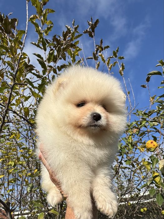 Продавам померан - възможна доставка