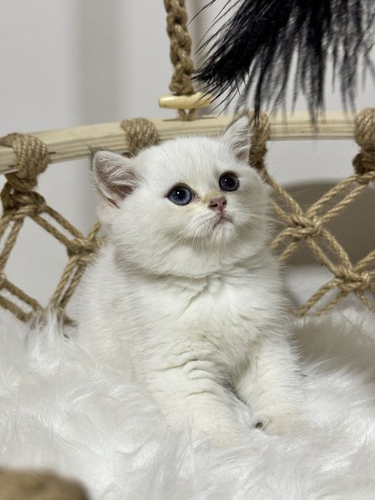 Серебристая шиншилла!