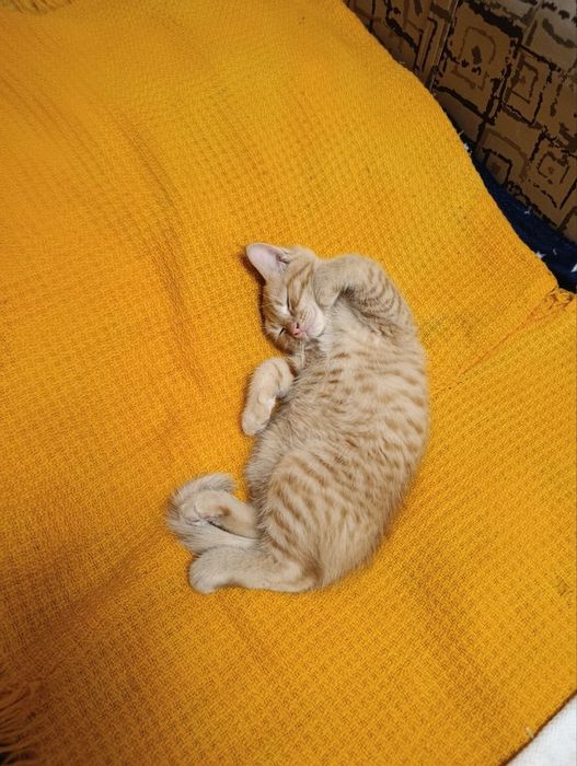 Рыжий котёнок ищет любящих хозяев