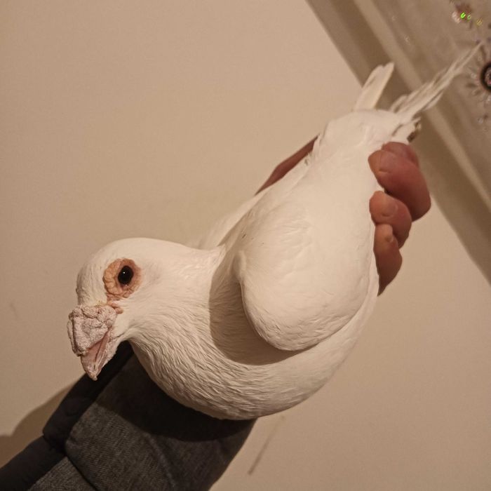 Vînd porumbei stil vechi și voiajori majoritatea sunt de vînzare