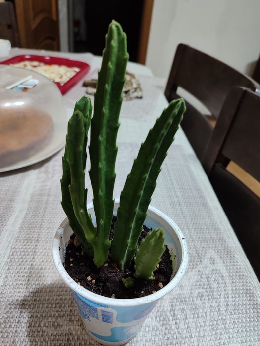 Отростки цветов комнатных