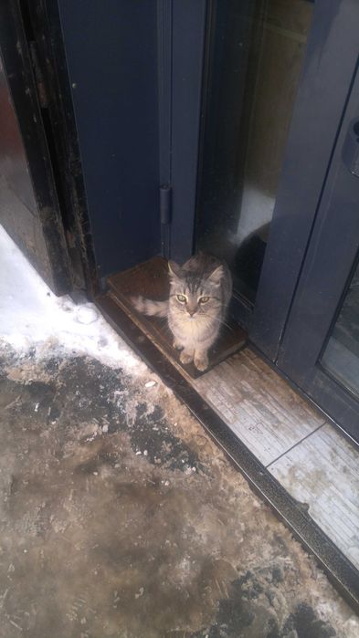 Кошечка ласковая домашняя