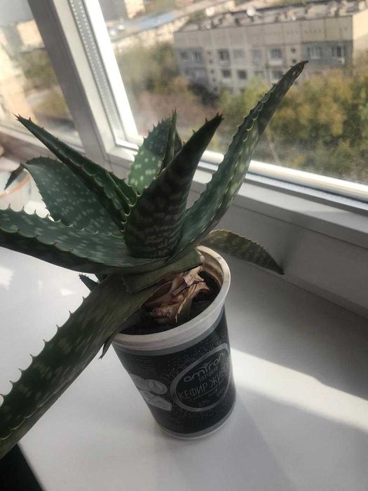 Алоэ Вера продам в горшках