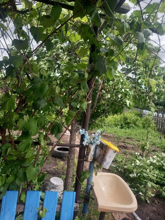 продам дачу с насождениями  все есть
