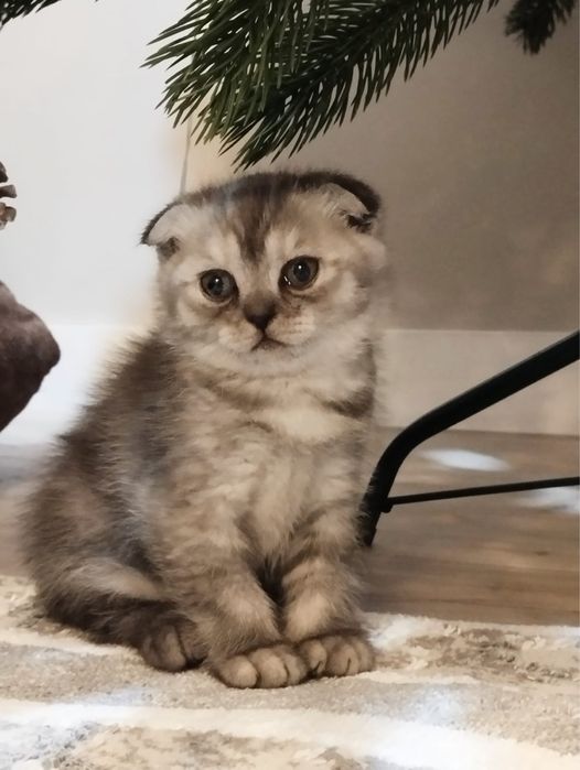 Шотландская вислоухая девочка