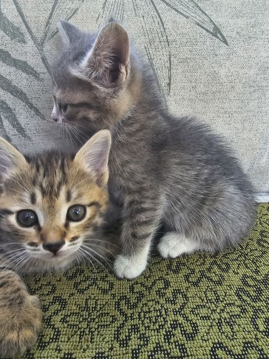 Отдам котят бесплатно
