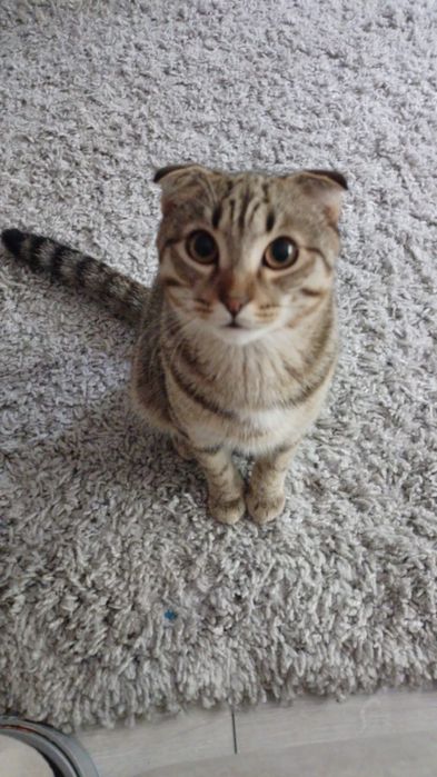 Кот шотланец вислоухий