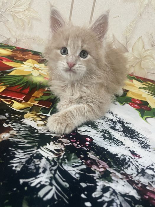 Продаются котята мейн-кун