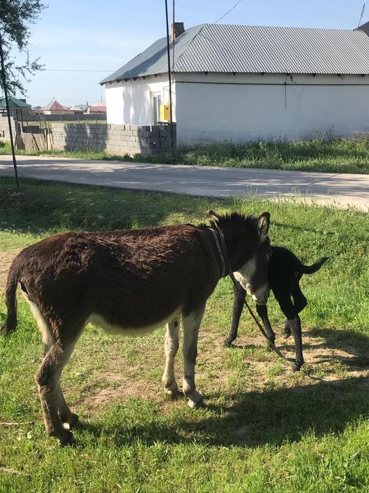 Ешек сатылады или обмен