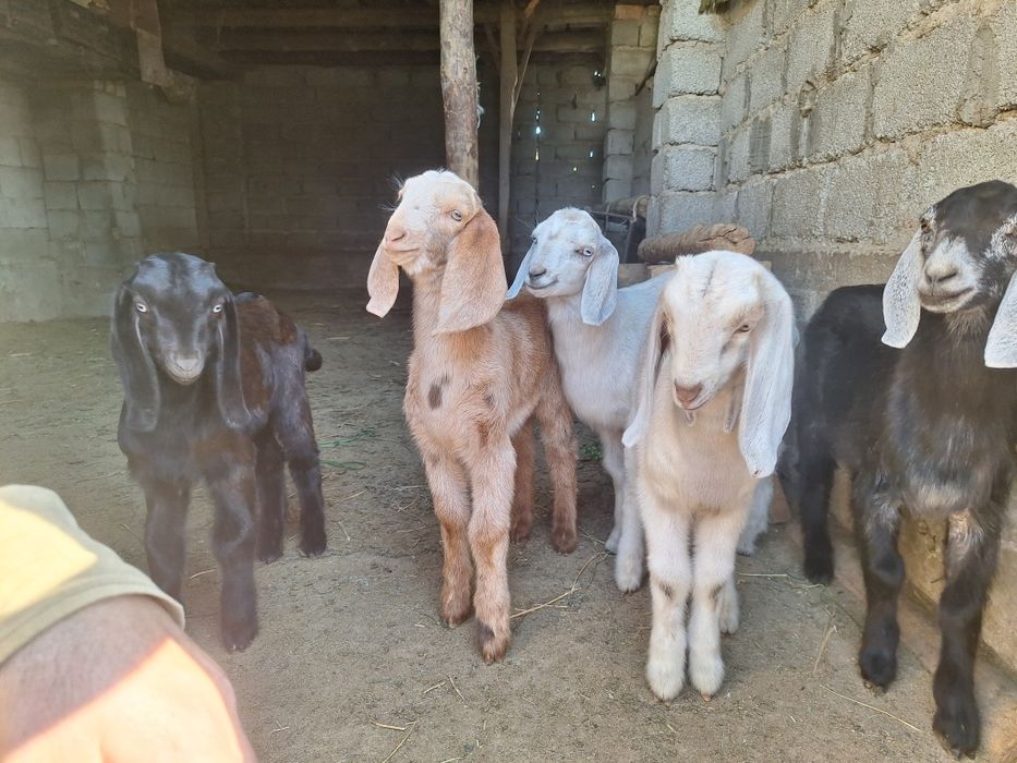 Текелер оптымм свтылады