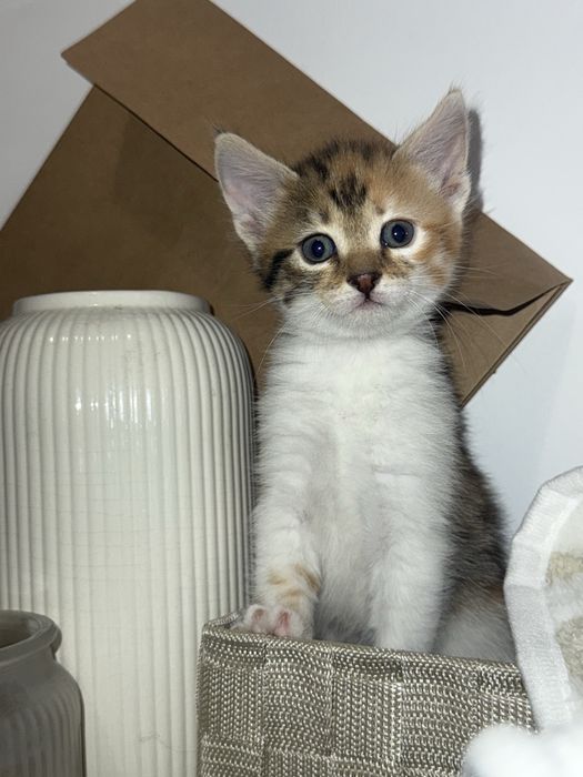 Am 5 puiuți pentru adopție!