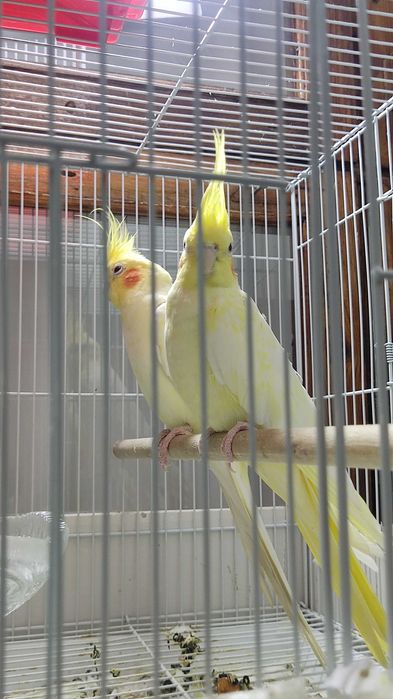 Karela qush sotiladi para