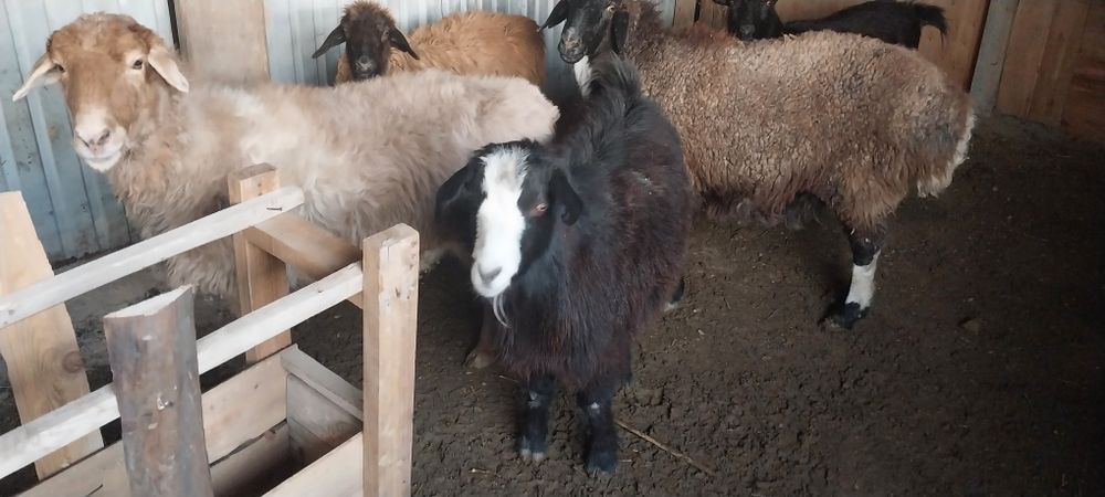 Қой, ешкілер сатылады.