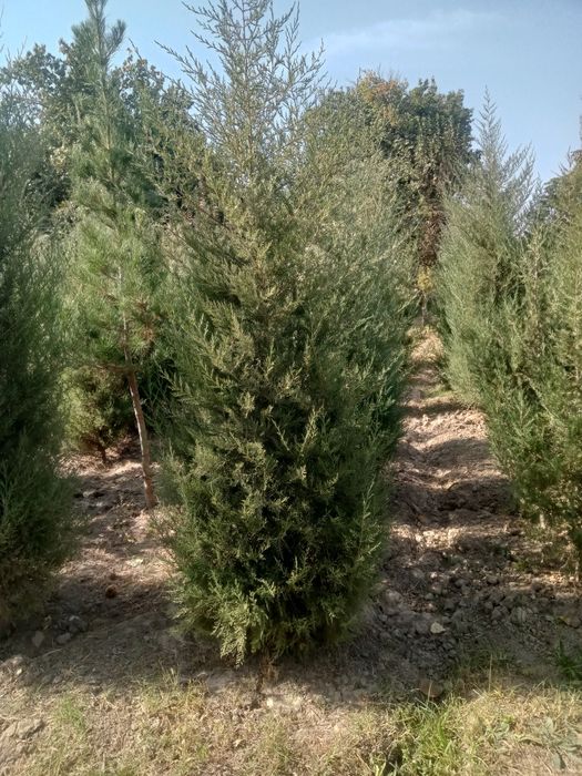 Продаются можжевельники