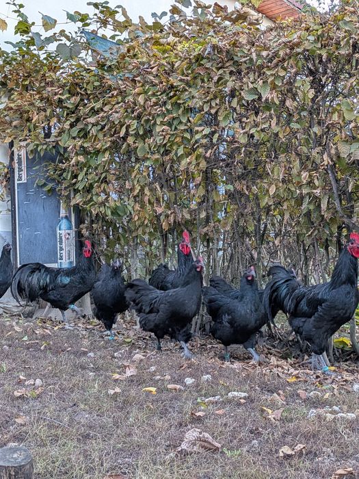 Cocoși Austrlorp negru și la schimb