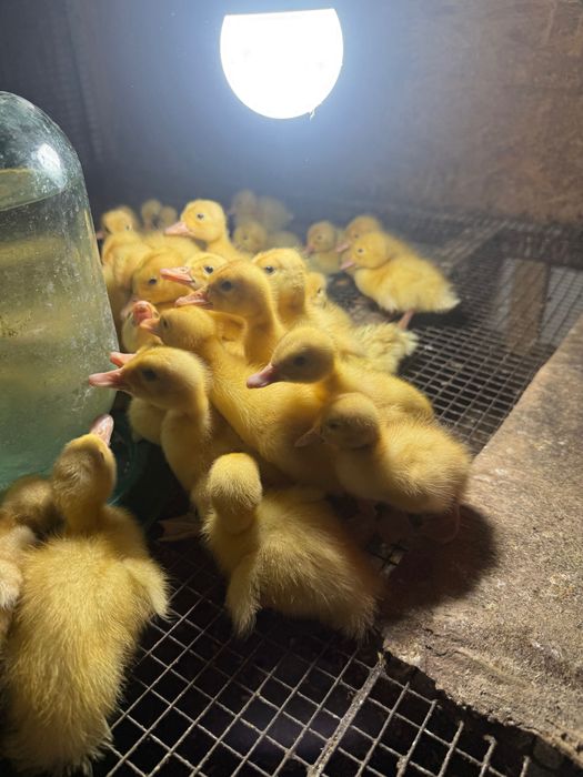 В продаже недельные утята!